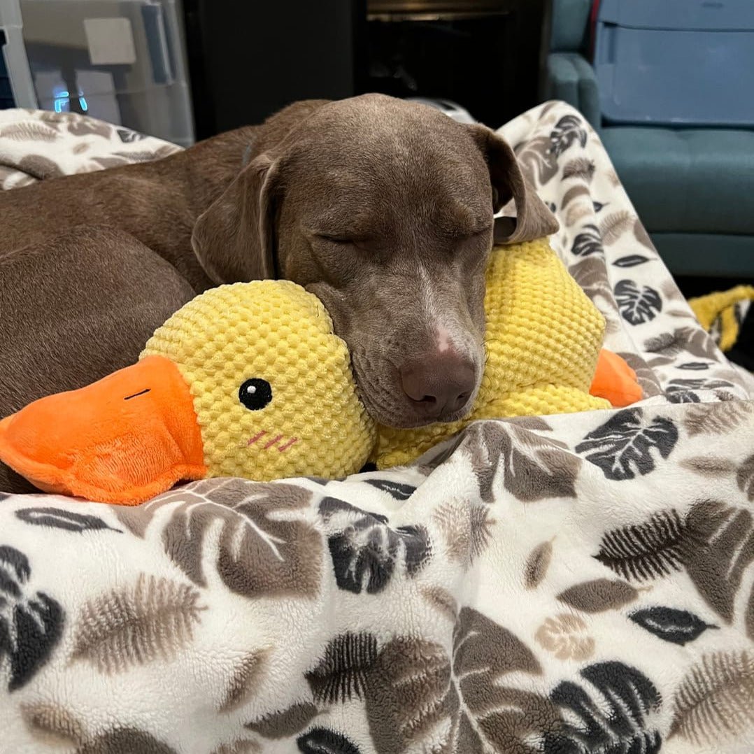 Brinquedo Calmante para Cão com Som de Pato para Mastigar e Brincar